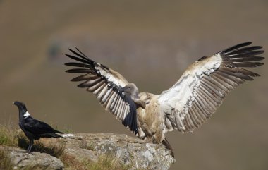 The Cape Griffon or Cape Vulture clipart