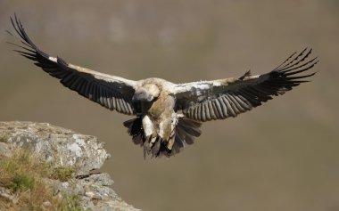 The Cape Griffon or Cape Vulture clipart