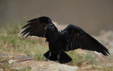 White-necked Raven clipart