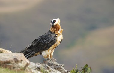 Lammergeyer veya sakallı akbaba