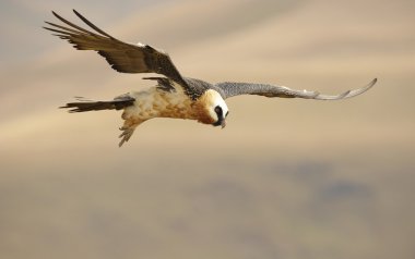 Lammergeyer or Bearded Vulture clipart