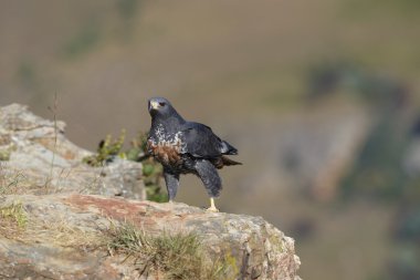 Jackal Buzzard clipart