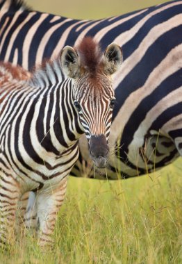 Zebralar (Afrika Equids sürüsü)