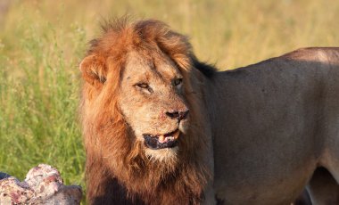 Tek aslan (panthera leo) Savannah