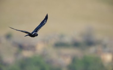 Beyaz yakalı kuzgun