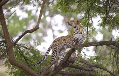 leopar duran ağaç üzerinde