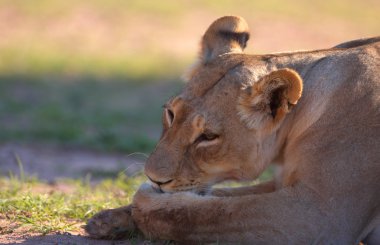 Tek dişi aslan (panthera leo)