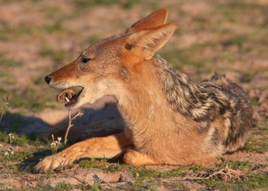 Siyah sırtlı çakal (canis mesomelas)