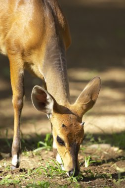 Tek kırmızı Impala