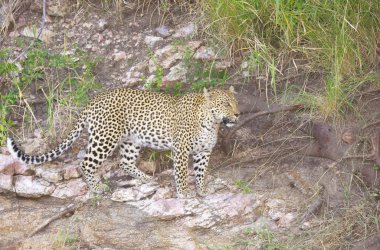 leopar vahşi doğada yürüyüş