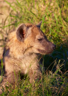 Afrikalı vahşi köpek (Lycaon pictus)