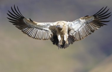 The Cape Griffon or Cape Vulture clipart