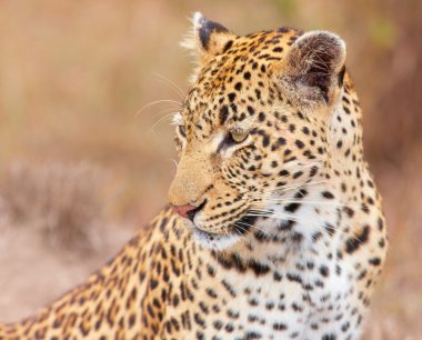 Leopard (Panthera pardus) sitting in savannah clipart