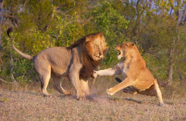 Lion (panthera leo) and lioness fighting clipart