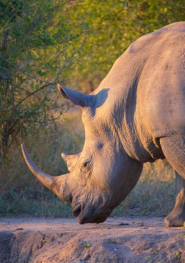 Large white rhinoceros clipart