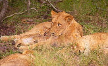 Aslan (panthera leo) içinde belgili tanımlık vahşi aile