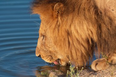 Aslan (panthera leo) yakın çekim