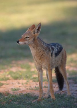 Uyarı kara sırtlı çakal (Canis mesomelas)