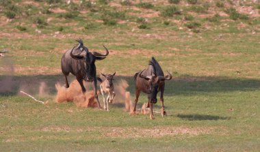 Blue wildebeest (Connochaetes taurinus) clipart