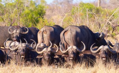 Buffalo (Syncerus caffer) vahşi