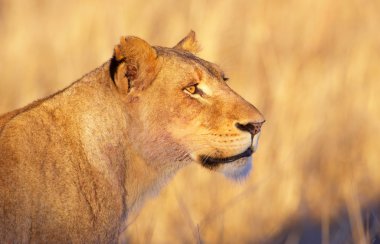 Aslan (panthera leo) yakın çekim