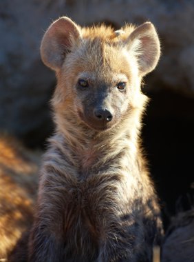 Benekli hyaena (Crocuta crocuta)