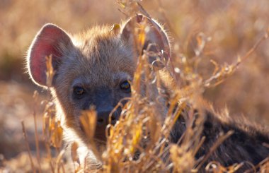 Benekli hyaena (Crocuta crocuta)