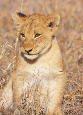 Aslan yavrusu (panthera leo) yakın çekim