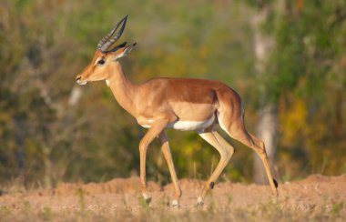 Tek kırmızı Impala