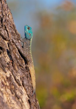 Güney Rock Agama (Agama atra)