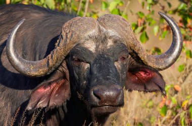 Buffalo (Syncerus caffer) vahşi