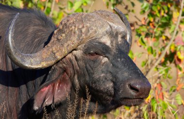 Buffalo (Syncerus caffer) vahşi