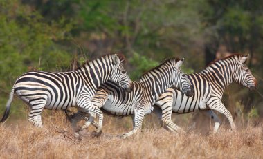 Zebralar (Afrika Equids sürüsü)