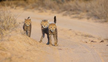 Çita (Acinonyx jubatus) yavruları