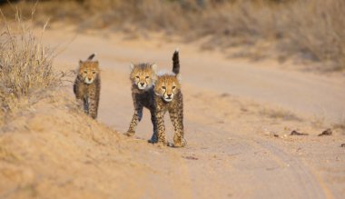 Cheetah (Acinonyx jubatus) cubs clipart