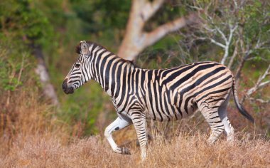 Tek zebra (Afrika Equid)