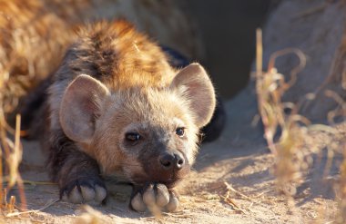 Benekli hyaena (Crocuta crocuta)