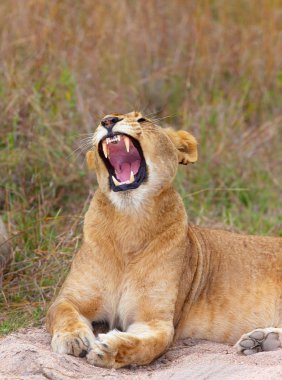 Aslan (panthera leo) yakın çekim