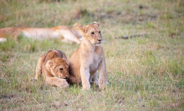 Aslan yavruları (panthera leo) yakın çekim