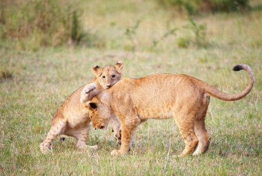 Lion cub (panthera leo) close-up clipart