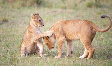 Aslan yavrusu (panthera leo) yakın çekim