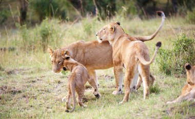 Aslan yavrusu (panthera leo) yakın çekim