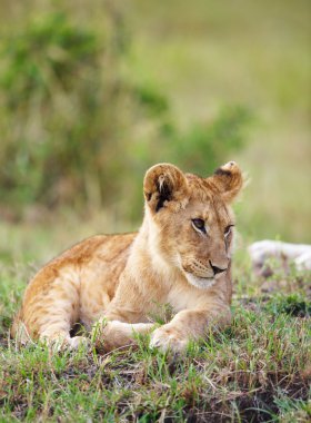 Aslan yavrusu (panthera leo) yakın çekim