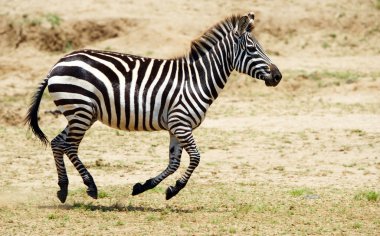 Single zebra (African Equid) clipart