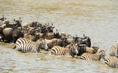 Herd of zebras (African Equids) and Blue Wildebeest (Connochaete clipart