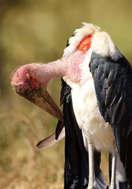 Marabou Stork (Leptoptilos crumeniferus) clipart