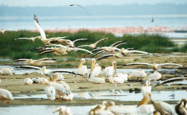 Doğu beyaz Pelikan (Pelecanus onocrotalus)