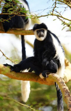 siyah-beyaz colobus maymunlar