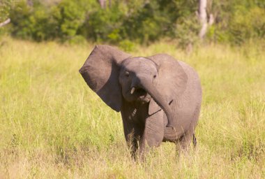 Small elephant calf in savannah clipart