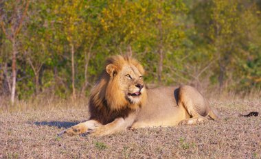 Aslan (panthera leo) Savannah